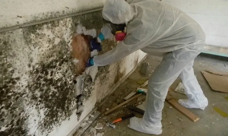 experienced mould removal in brisbane