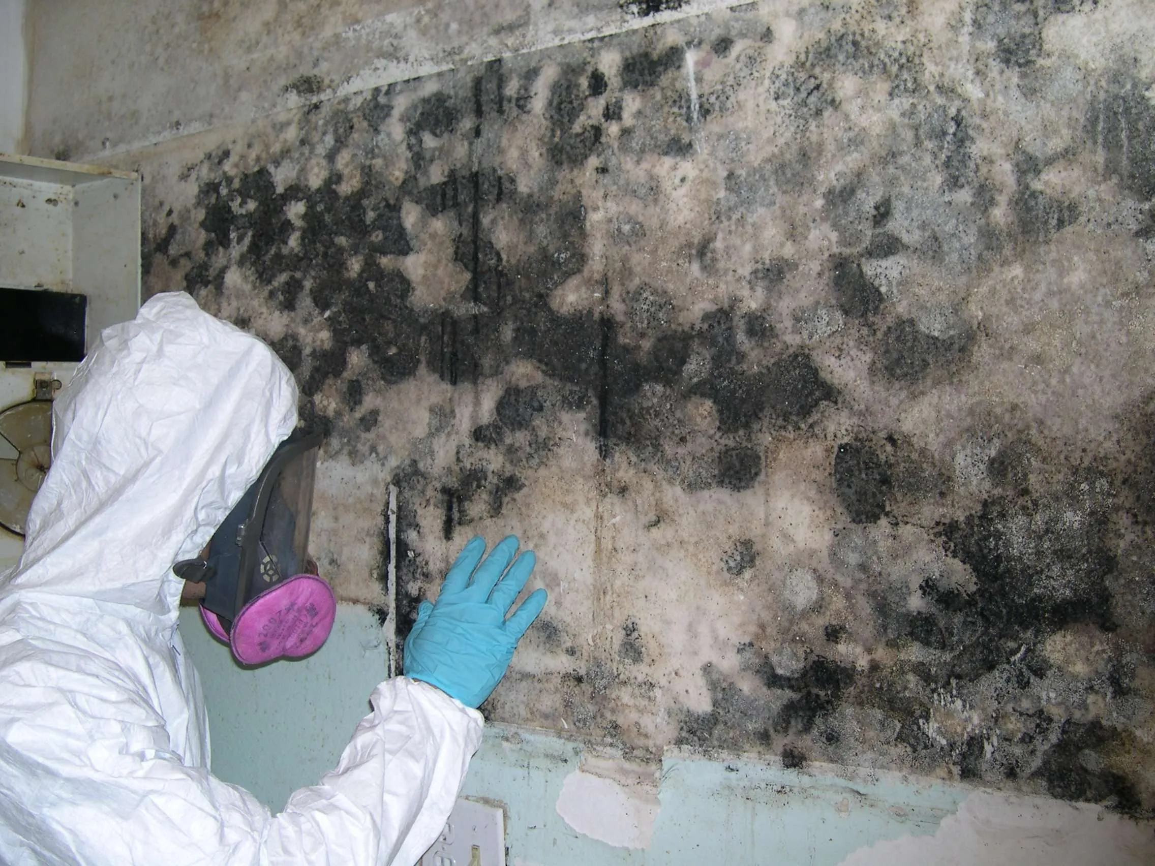 residential mould removal brisbane