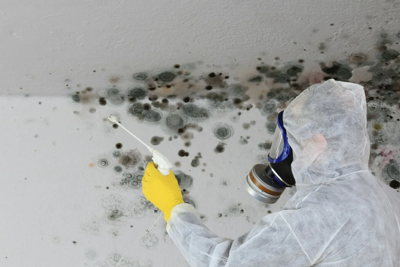 commercial mould removal brisbane