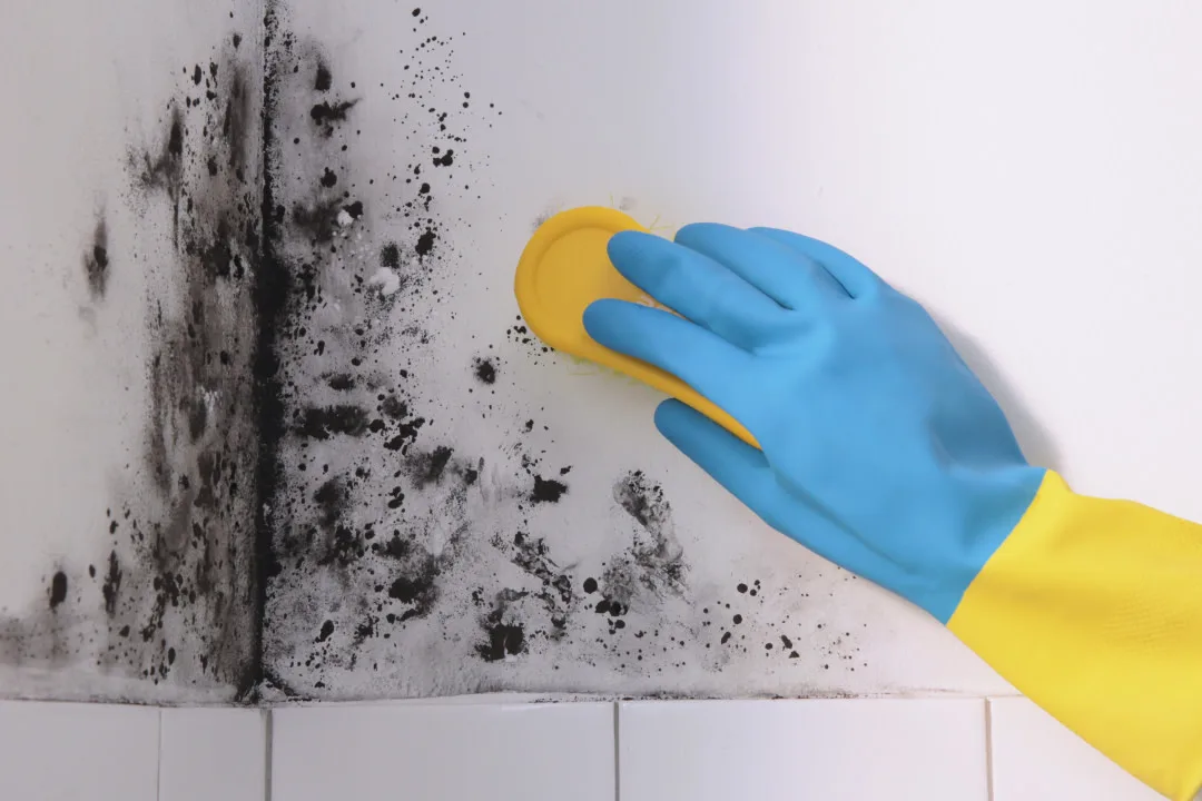 visible mould removal brisbane